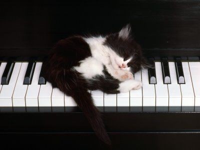 pianocat